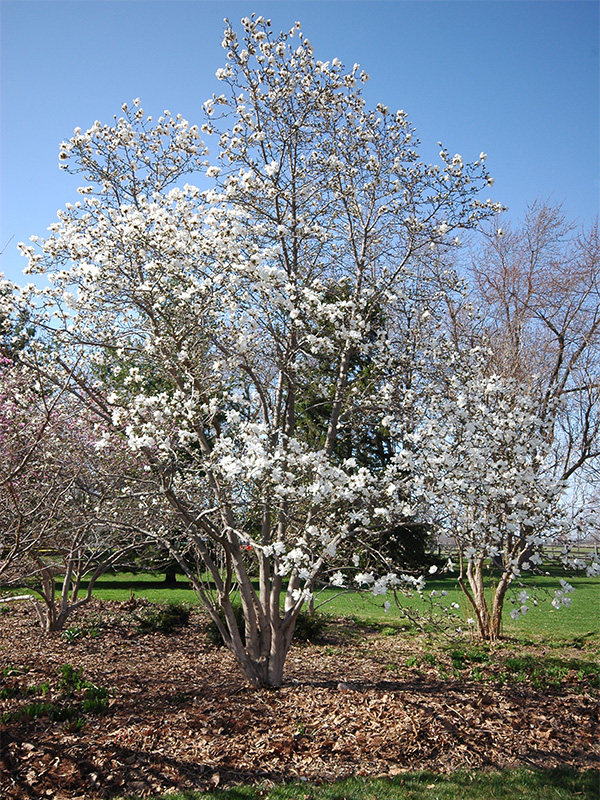 Magnolia-kobus-var-stellata frm.jpg